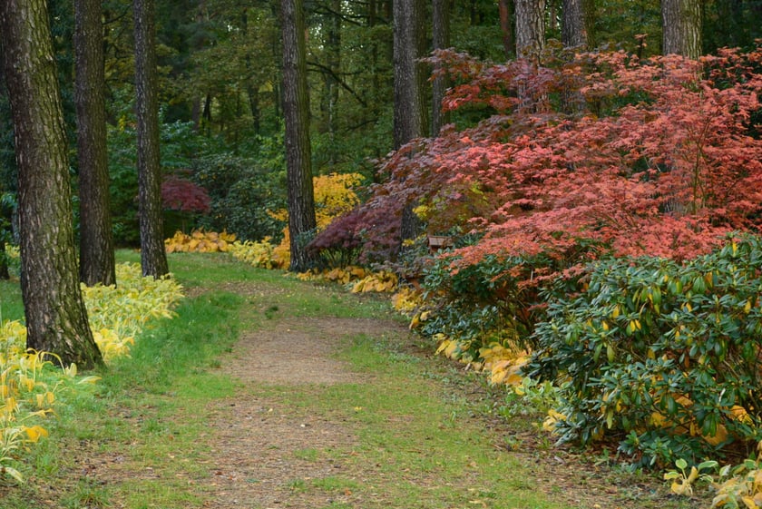 Arboretum Leśne
