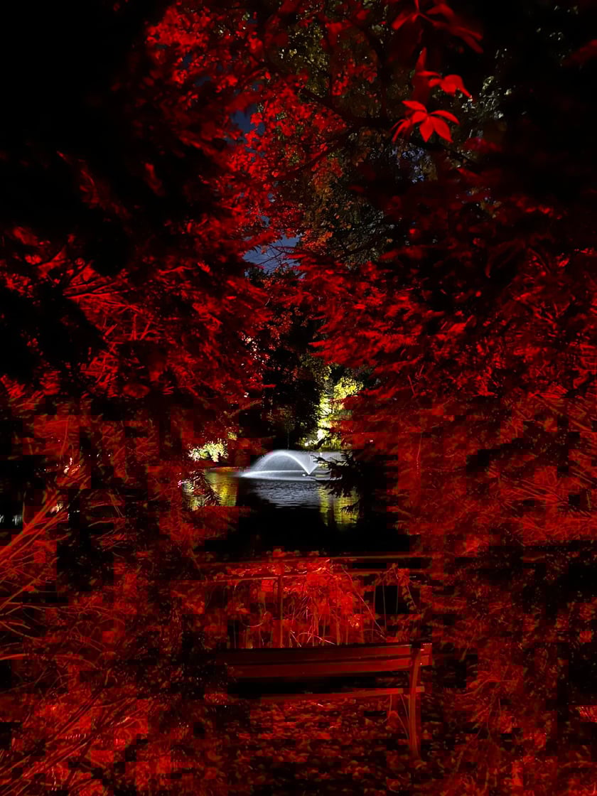 Nocne iluminacje w Ogrodzie Botanicznym