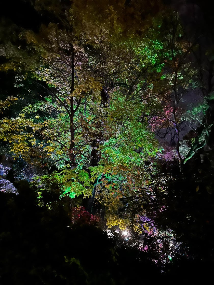 Nocne iluminacje w Ogrodzie Botanicznym