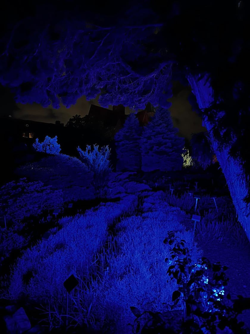 Nocne iluminacje w Ogrodzie Botanicznym