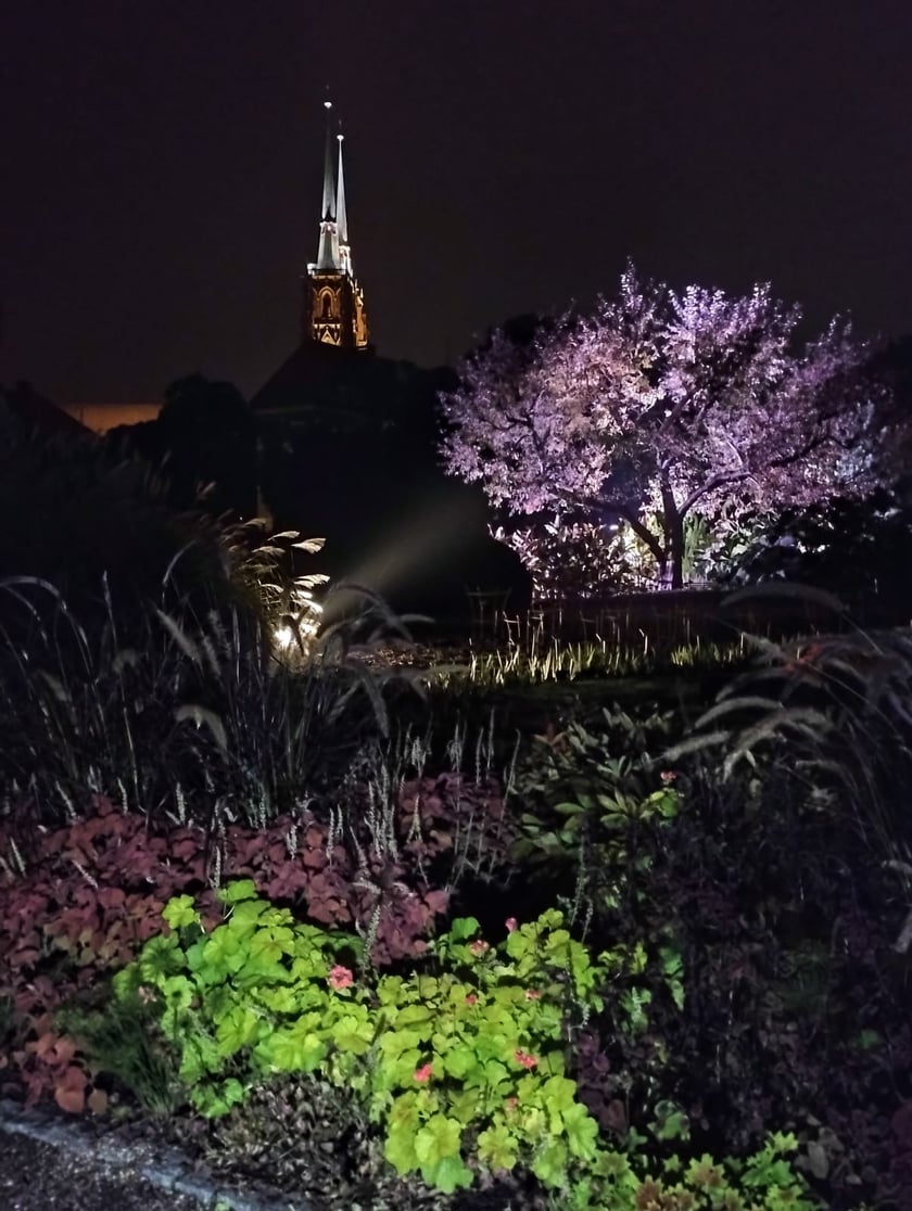 Nocne iluminacje w Ogrodzie Botanicznym
