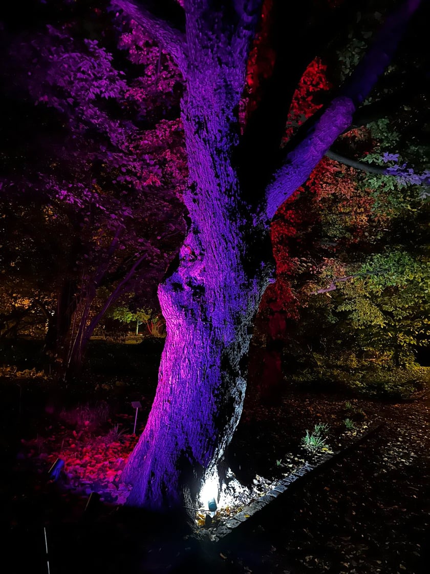 Nocne iluminacje w Ogrodzie Botanicznym