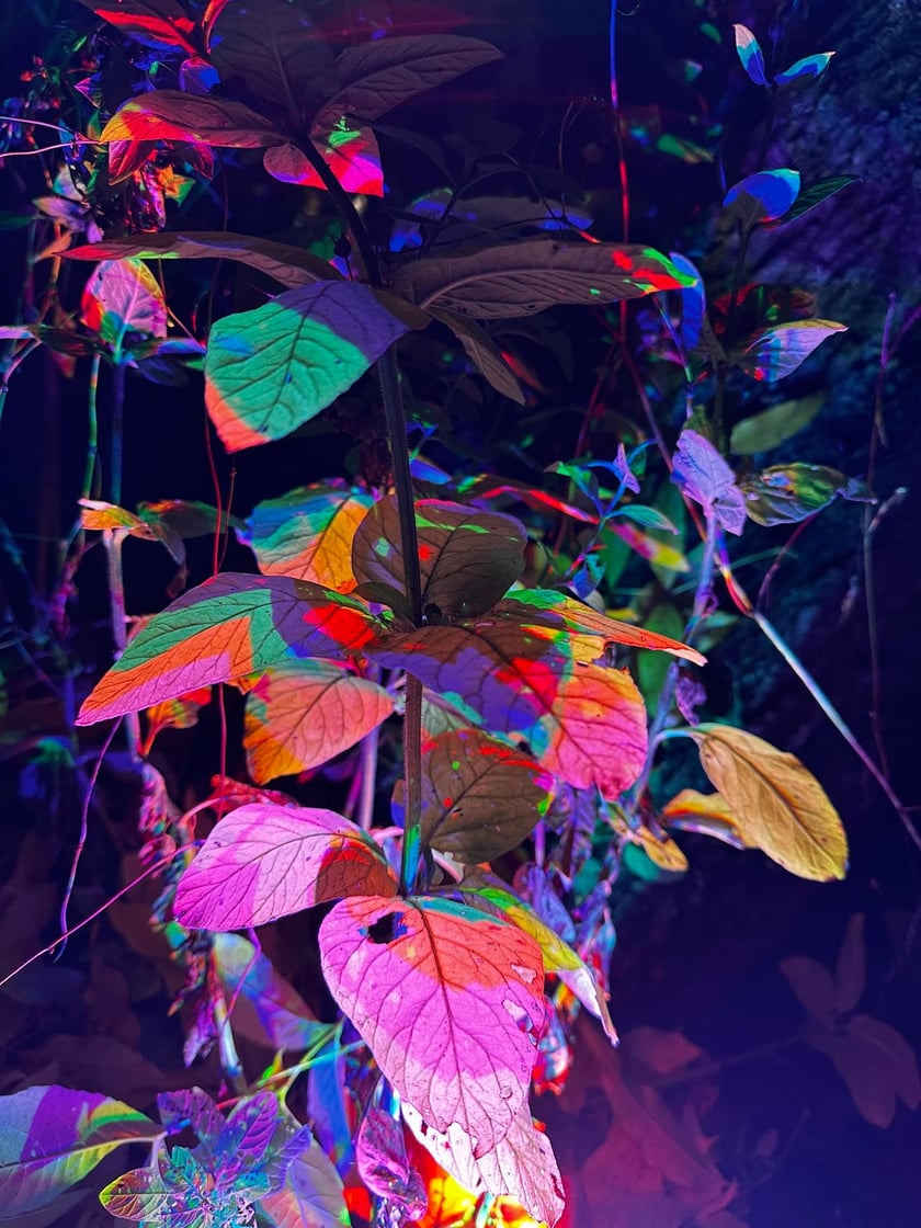 Nocne iluminacje w Ogrodzie Botanicznym