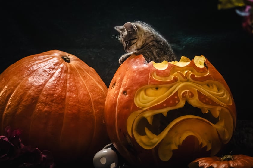 Psy i koty do adopcji z wrocławskiego schroniska w halloweenowej odsłonie