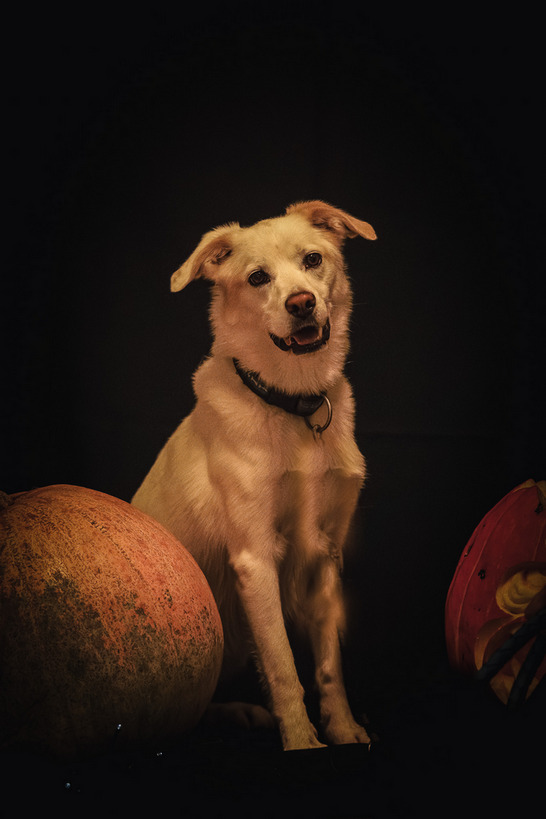 Psy i koty do adopcji z wrocławskiego schroniska w halloweenowej odsłonie