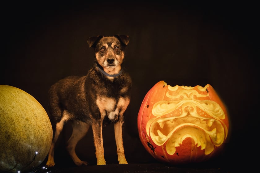 Psy i koty do adopcji z wrocławskiego schroniska w halloweenowej odsłonie