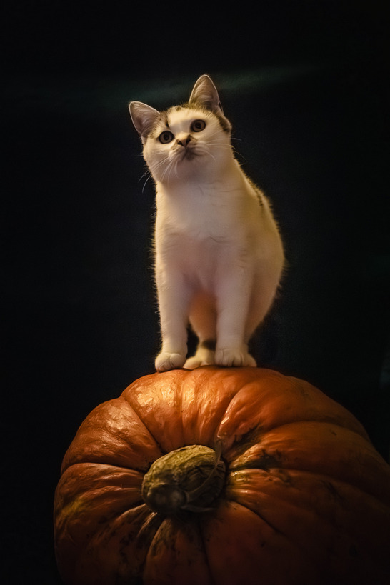 Psy i koty do adopcji z wrocławskiego schroniska w halloweenowej odsłonie
