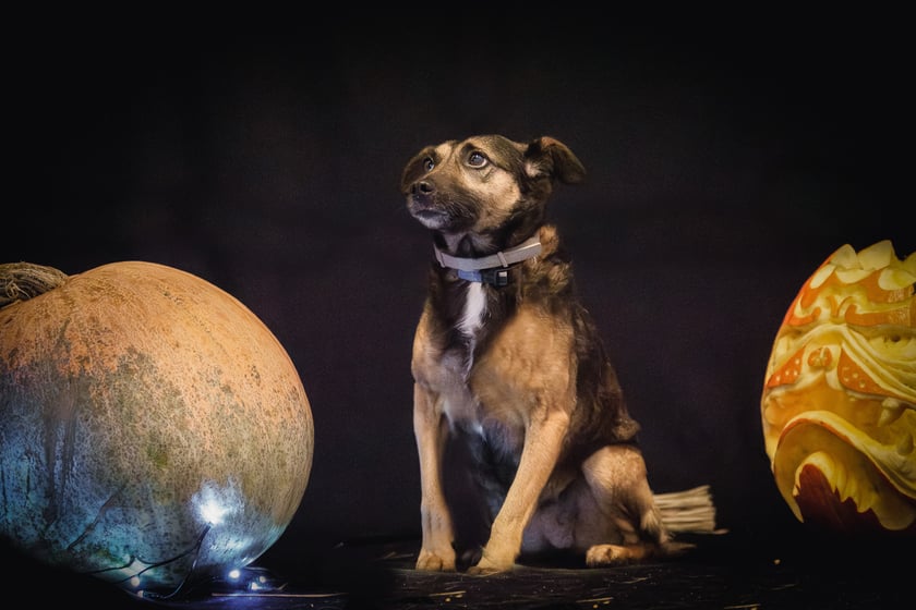 Psy i koty do adopcji z wrocławskiego schroniska w halloweenowej odsłonie