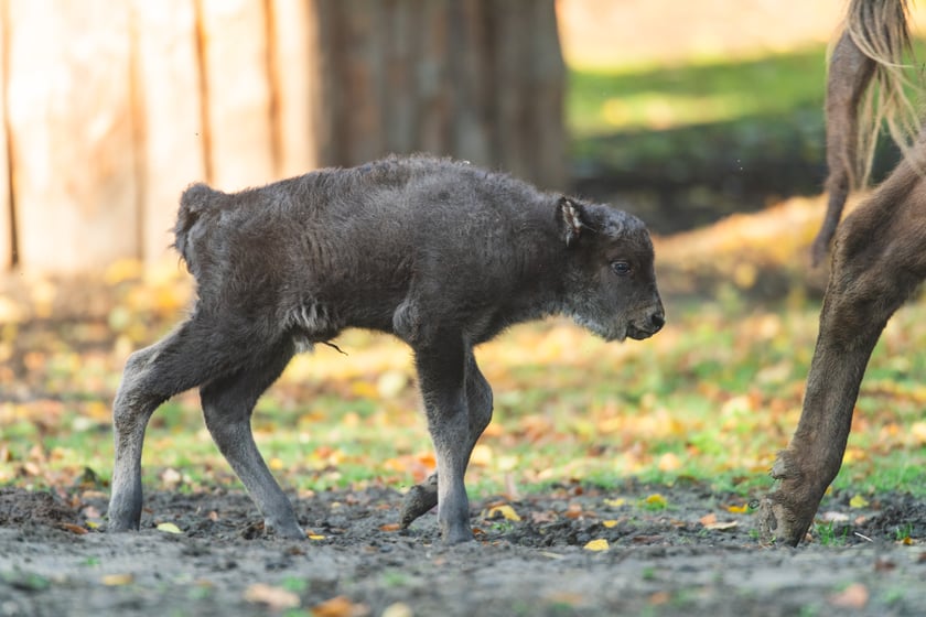 Młode żubry we wrocławskim zoo można już oglądać na wybiegu