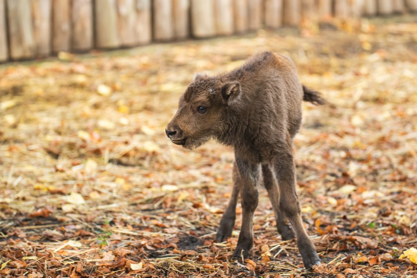 Młode żubry we wrocławskim zoo można już oglądać na wybiegu