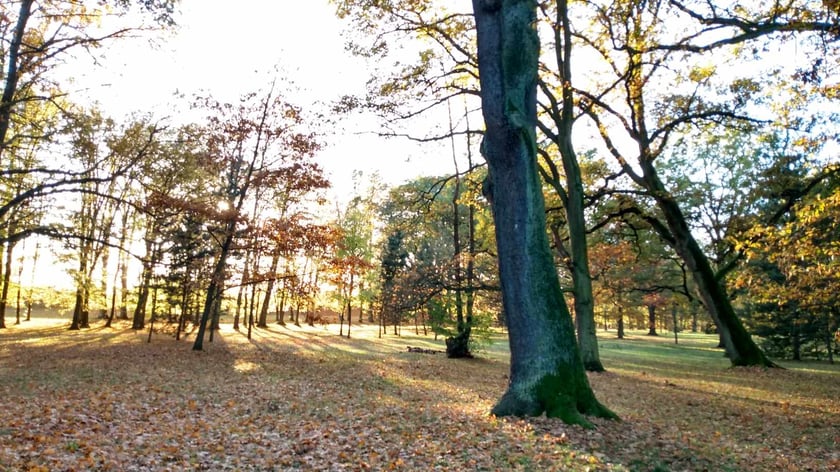 Park Biskupiński