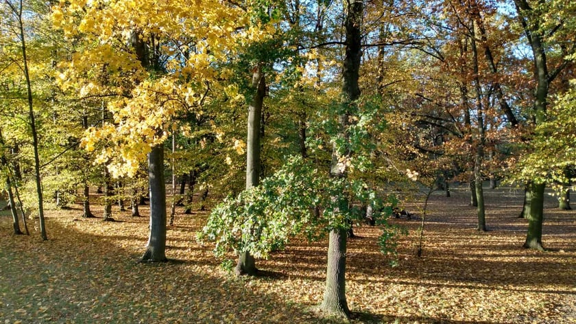 Park Biskupiński