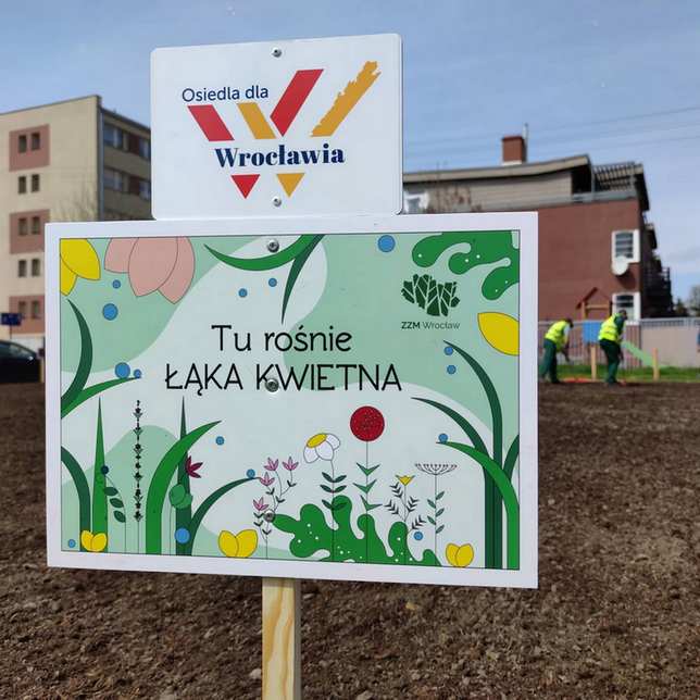 Wrocław dla pszczół - sianie łąk kwietnych we Wrocławiu