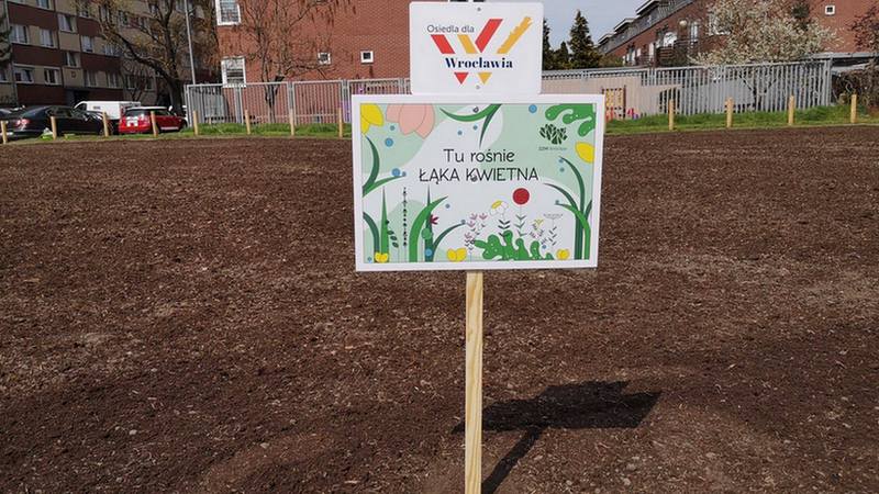 Wrocław dla pszczół - sianie łąk kwietnych we Wrocławiu