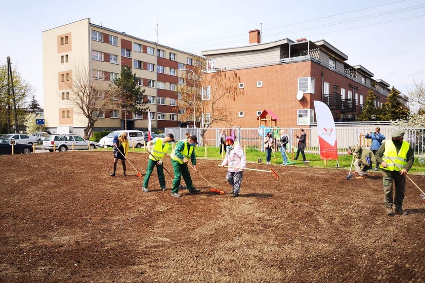 Wrocław dla pszczół - sianie łąk kwietnych we Wrocławiu