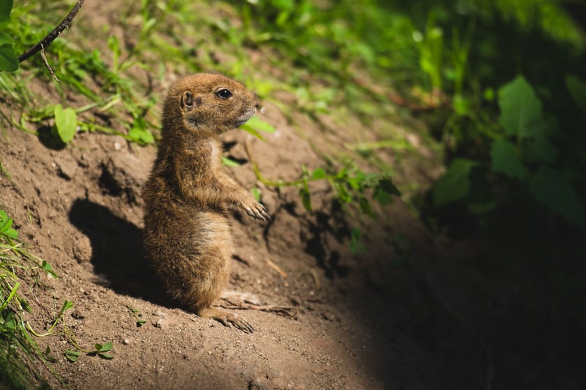 Nieświszczuki, czyli pieski preriowe - nowy gatunek we wrocławskim zoo
