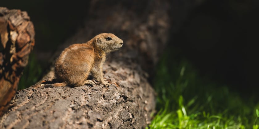 Nieświszczuki, czyli pieski preriowe - nowy gatunek we wrocławskim zoo