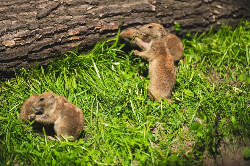 Nieświszczuki, czyli pieski preriowe - nowy gatunek we wrocławskim zoo