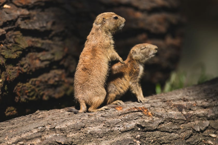 Nieświszczuki, czyli pieski preriowe - nowy gatunek we wrocławskim zoo