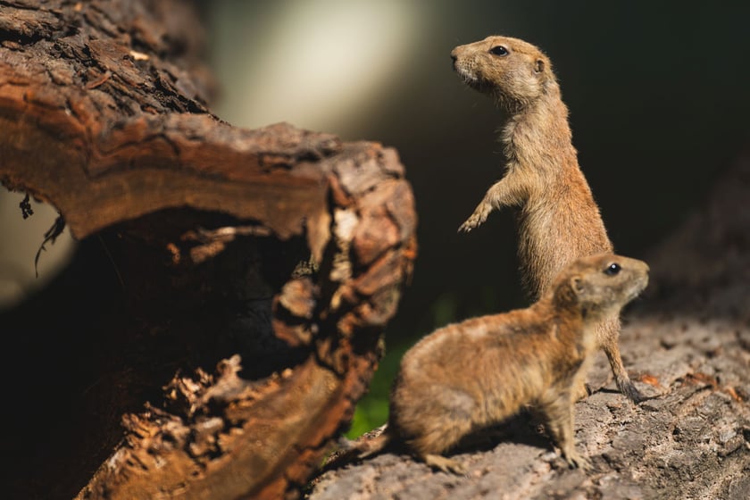 Nieświszczuki, czyli pieski preriowe - nowy gatunek we wrocławskim zoo