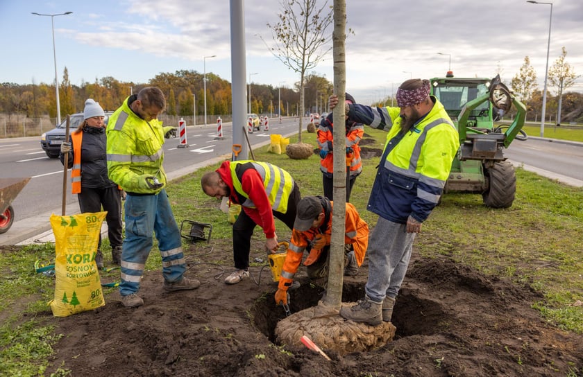 Wzdłuż ulicy Kosmonautów powstaje szpaler klonów. Duże drzewa o średnicy ponad 30 centymetrów, wysokie na 4,5-5 metrów, sadzone są od skrzyżowania z Fieldorfa i 11 Listopada do skrzyżowania z al. Architektów.