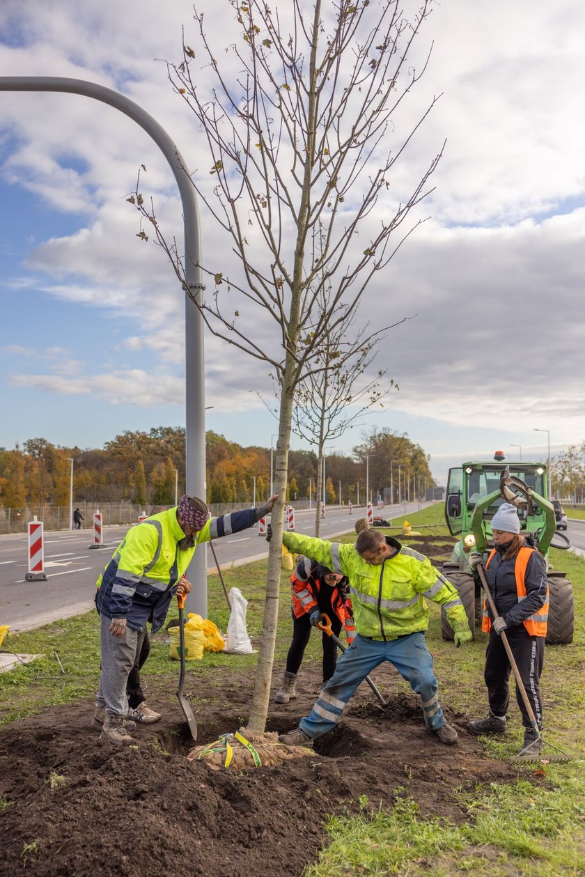 Wzdłuż ulicy Kosmonautów powstaje szpaler klonów. Duże drzewa o średnicy ponad 30 centymetrów, wysokie na 4,5-5 metrów, sadzone są od skrzyżowania z Fieldorfa i 11 Listopada do skrzyżowania z al. Architektów.