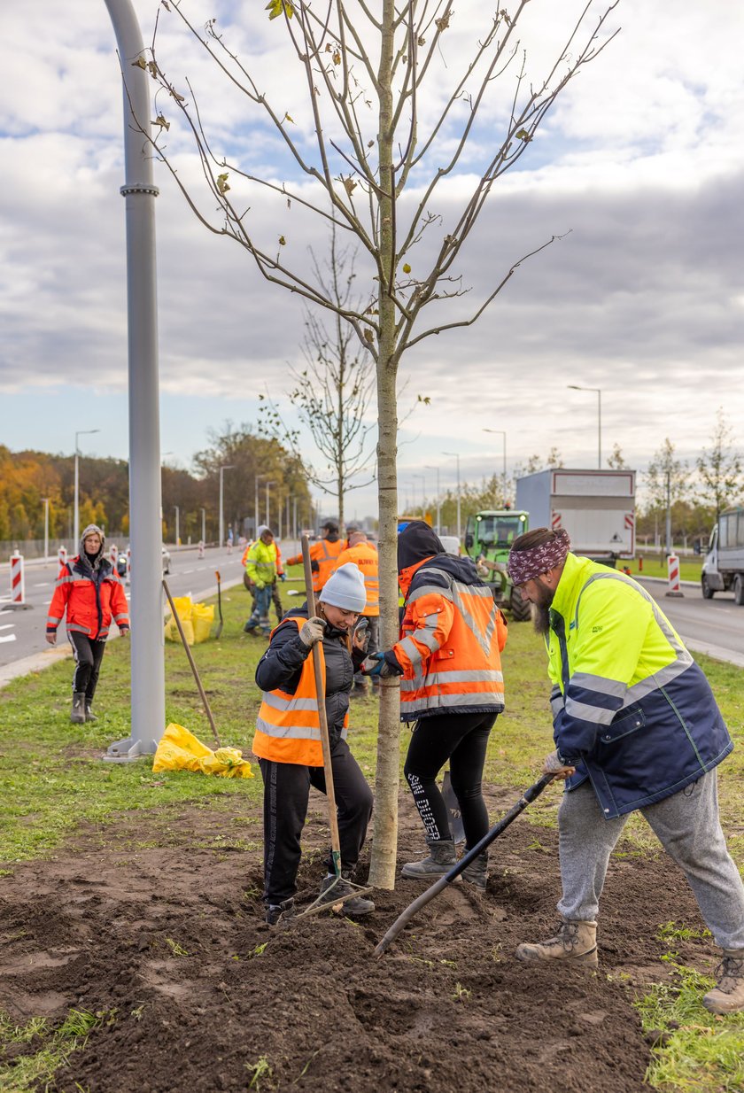 Wzdłuż ulicy Kosmonautów powstaje szpaler klonów. Duże drzewa o średnicy ponad 30 centymetrów, wysokie na 4,5-5 metrów, sadzone są od skrzyżowania z Fieldorfa i 11 Listopada do skrzyżowania z al. Architektów.