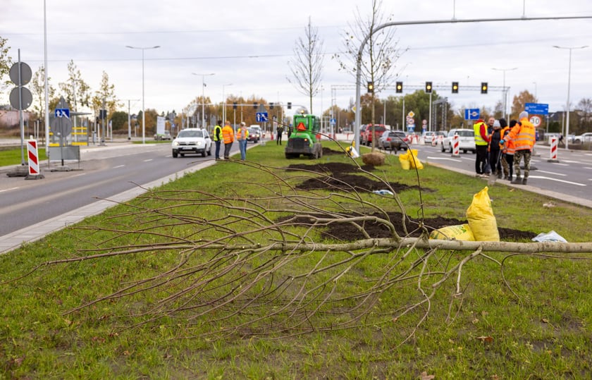 Wzdłuż ulicy Kosmonautów powstaje szpaler klonów. Duże drzewa o średnicy ponad 30 centymetrów, wysokie na 4,5-5 metrów, sadzone są od skrzyżowania z Fieldorfa i 11 Listopada do skrzyżowania z al. Architektów.