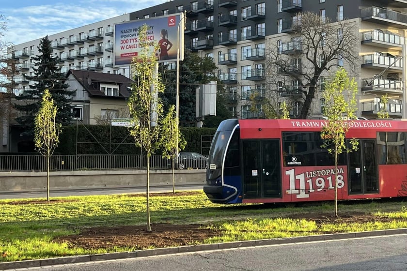 Świeżo posadzone drzewa w ciągu ulicy Legnickiej.