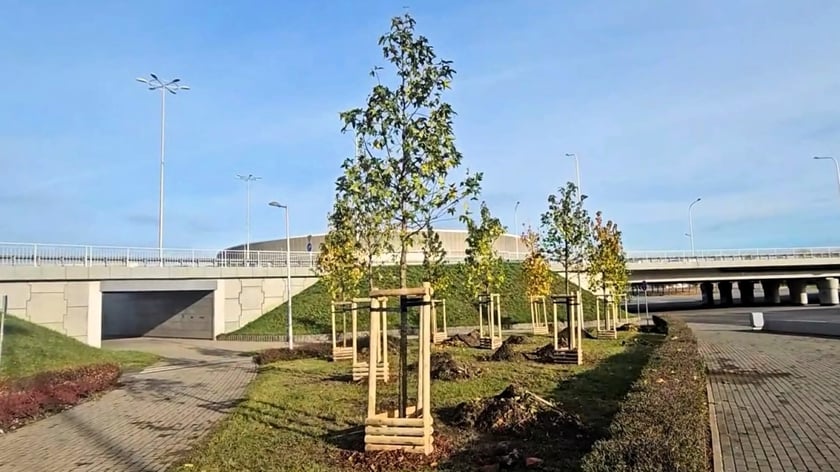 Drzewa posadzone w pobliżu Tarczyński Arena.