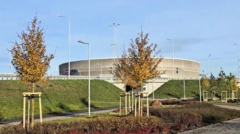 Drzewa posadzone w pobliżu Tarczyński Arena.
