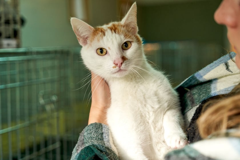 Garfield (biało-rudy, 7 lat) i Niunia (6 lat) to mieszkaniowe i czyste koty, kt&oacute;re żyły dotychczas razem. Są ze sobą zżyte, więc byłoby świetnie, gdyby znalazły wsp&oacute;lny dom. To miłe i towarzyskie zwierzęta, kt&oacute;re uwielbiają człowieka i głaskanie.