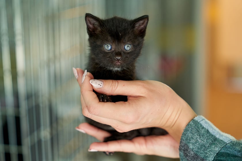 Te maleństwa mają ok. 6 tygodni. To kotki. Niezwykle urocze szkraby z nich. Są jeszcze bardzo malutkie, więc potrzebują troskliwej uwagi. Kotki są ze sobą zżyte &ndash; najlepiej, aby zostały adoptowane razem.