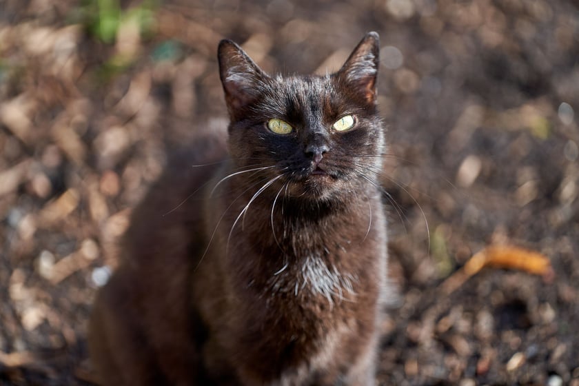 Tinka ma ok. 12-lat i jest charakterną kicią. Lubi kontakt z człowiekiem, jest towarzyska. Wszystko jednak musi się odbywać na jej zasadach :) Tinka nie może mieszkać z drugim kotem, bo bardzo ich nie lubi.