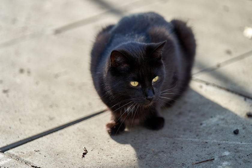 Salem jest ok. 3-letnim kocurkiem, kt&oacute;ry trafił do nas jako maluszek. Był wtedy mocno dziki i nikt nie chciał go adoptować :( Dor&oacute;sł w klatce i aktualnie dalej szuka domu. Salem wymaga oswojenia.