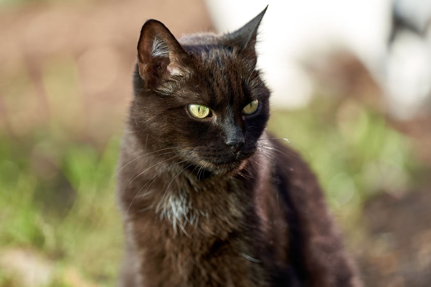 Salem jest ok. 3-letnim kocurkiem, kt&oacute;ry trafił do nas jako maluszek. Był wtedy mocno dziki i nikt nie chciał go adoptować :( Dor&oacute;sł w klatce i aktualnie dalej szuka domu. Salem wymaga oswojenia.