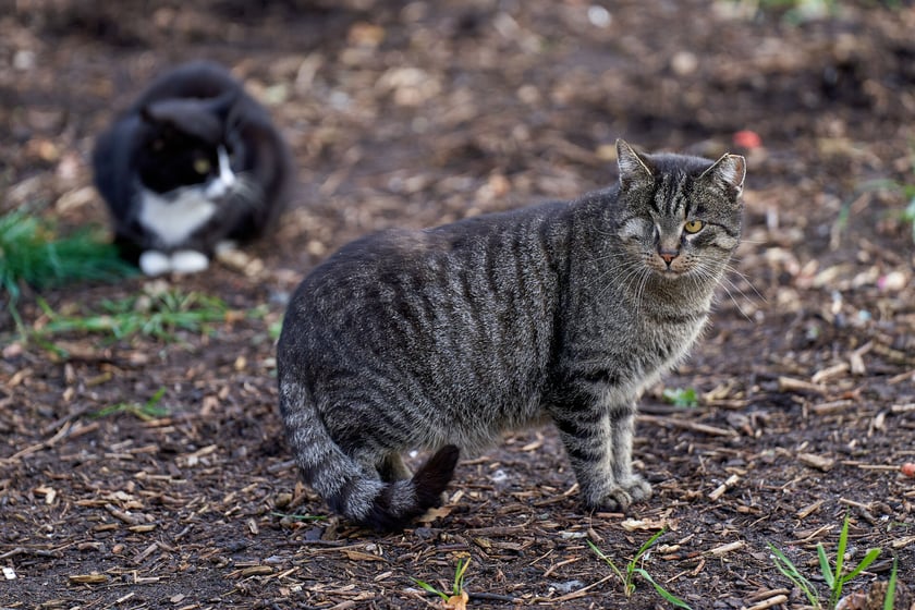 Tymek to 5-letni kocur. Nie ma&nbsp; oka, ale w niczym mu to nie przeszkadza. Tymek jest jest kocurkiem nieco nieufnym, ale coraz bardziej szuka kontaktu z ludźmi. Poleca się do adopcji, do os&oacute;b dość doświadczonych.