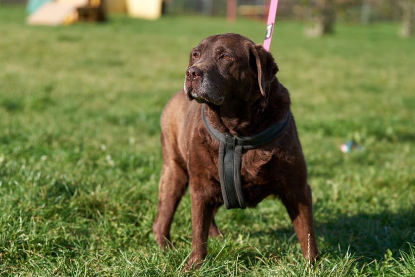 Staruszek labradora czekoladowego. Trafił do schroniska jako znaleziony. Leon to fantastyczny, bardzo kochany i przemiły pies! Ciągle chce być głaskany i, jak to labrador, uwielbia jedzenie. Dobrze toleruje inne psy. Niestety ma problem z przeszłości związany z tchawicą, przez co bardzo charczy. Radosny i otwarty Leon poleca się do adopcji.