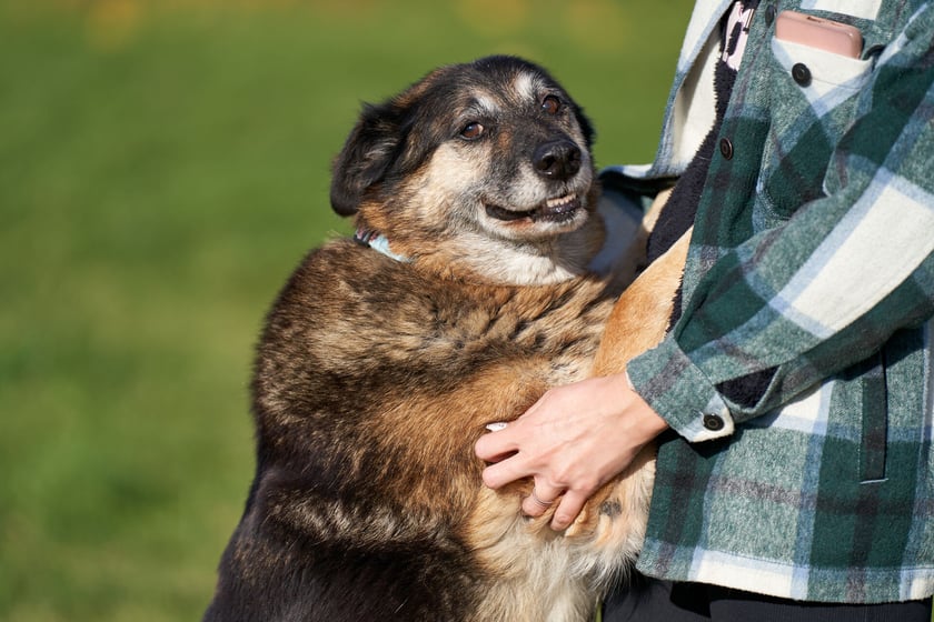 Urocza 9-letnia Hera poleca się do adopcji. To spora suczka, kt&oacute;ra do schroniska trafiła jako znaleziona. Jest niezwykle łagodna, towarzyska i szukająca kontaktu z człowiekiem. Hera idealnie chodzi na smyczy, nie ciągnie. Dogaduje się z innymi psami, na koty nie zwraca większej uwagi.