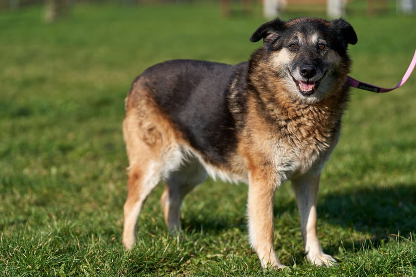 Urocza 9-letnia Hera poleca się do adopcji. To spora suczka, kt&oacute;ra do schroniska trafiła jako znaleziona. Jest niezwykle łagodna, towarzyska i szukająca kontaktu z człowiekiem. Hera idealnie chodzi na smyczy, nie ciągnie. Dogaduje się z innymi psami, na koty nie zwraca większej uwagi.