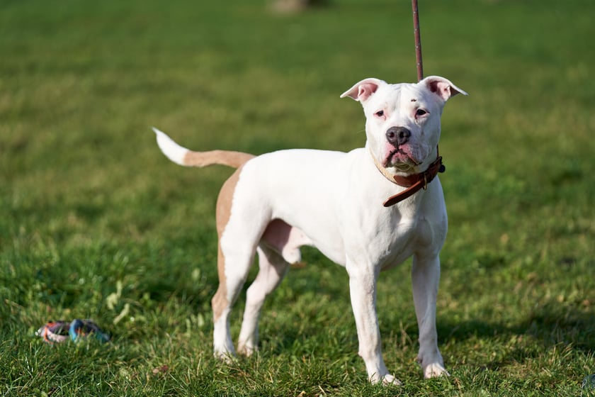 Ok. 6-letni amstaff. Django jest psem, kt&oacute;ry miał dom, ale ostatecznie trafił do schroniska&hellip; Psiak ma w sobie sporo emocji i nie do końca potrafi się wyciszyć. To dobry pies, ale dotychczas nie włożono w niego odpowiedniej pracy. Najlepiej, aby zamieszkał z osobami doświadczonymi w prowadzeniu TTB, w cichym i spokojnym otoczeniu.