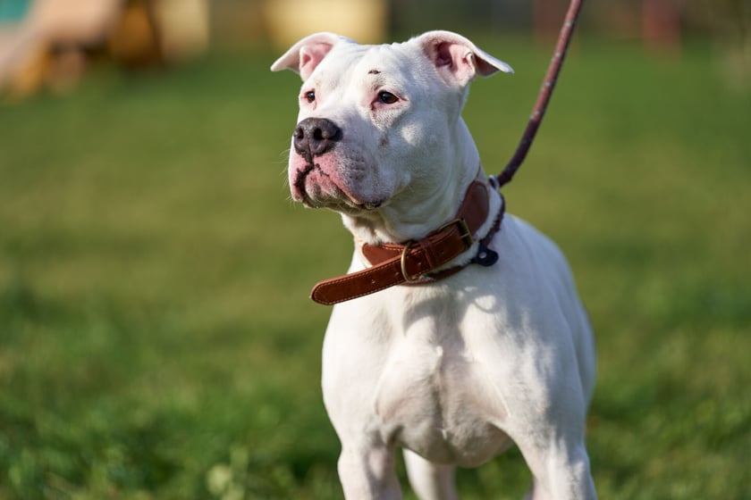Ok. 6-letni amstaff. Django jest psem, kt&oacute;ry miał dom, ale ostatecznie trafił do schroniska&hellip; Psiak ma w sobie sporo emocji i nie do końca potrafi się wyciszyć. To dobry pies, ale dotychczas nie włożono w niego odpowiedniej pracy. Najlepiej, aby zamieszkał z osobami doświadczonymi w prowadzeniu TTB, w cichym i spokojnym otoczeniu.