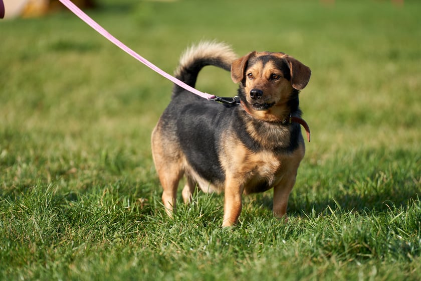 Scooby ma 6 lat. To niewielki pies, kt&oacute;ry do schroniska trafił jako znaleziony. Jest pieskiem miłym, ale nieufnym w stosunku do obcych. Wymaga zapoznania i czasu, by zaufać człowiekowi. Scooby dość dobrze spaceruje na smyczy. Dogaduje się z psami z boksu.