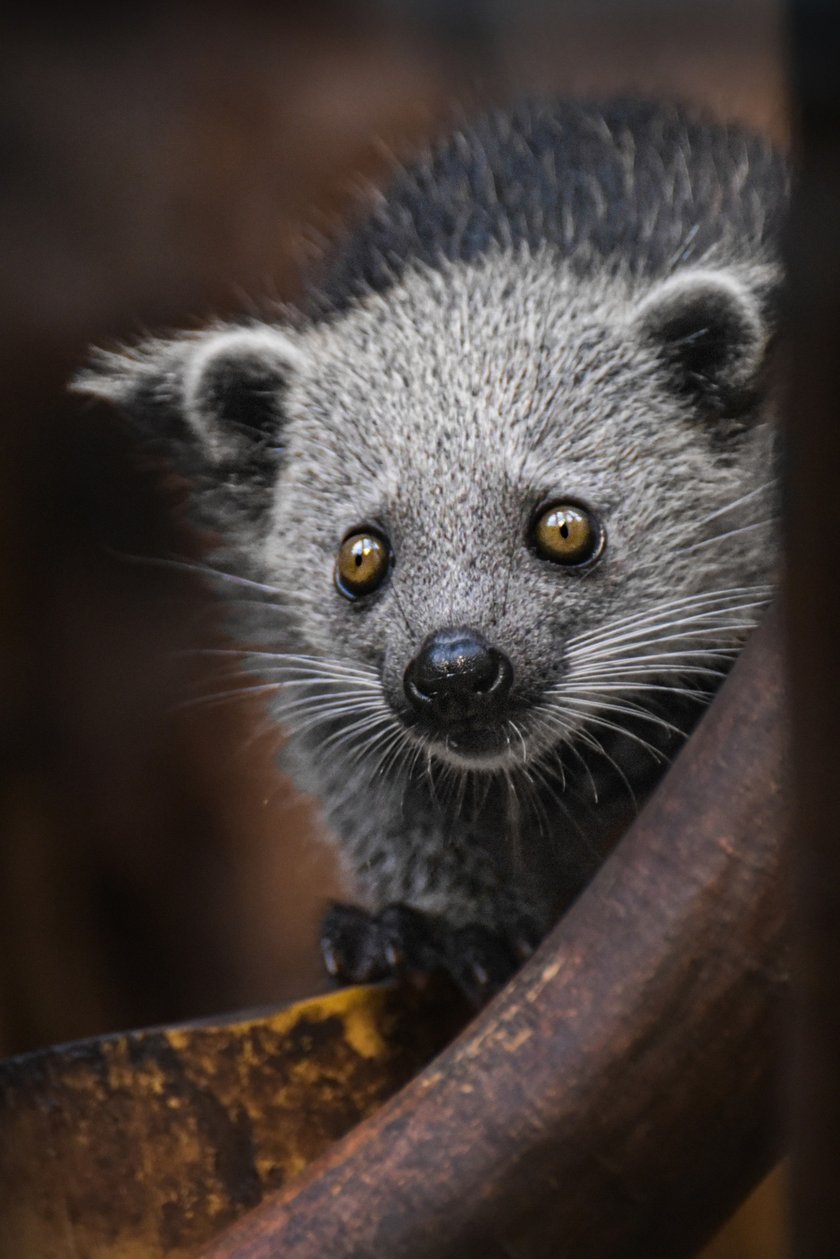 Binturong