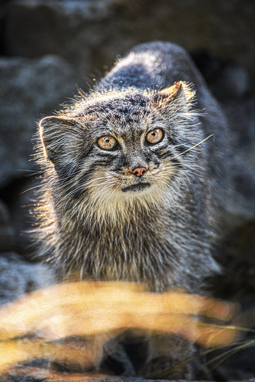 Manul stepowy
