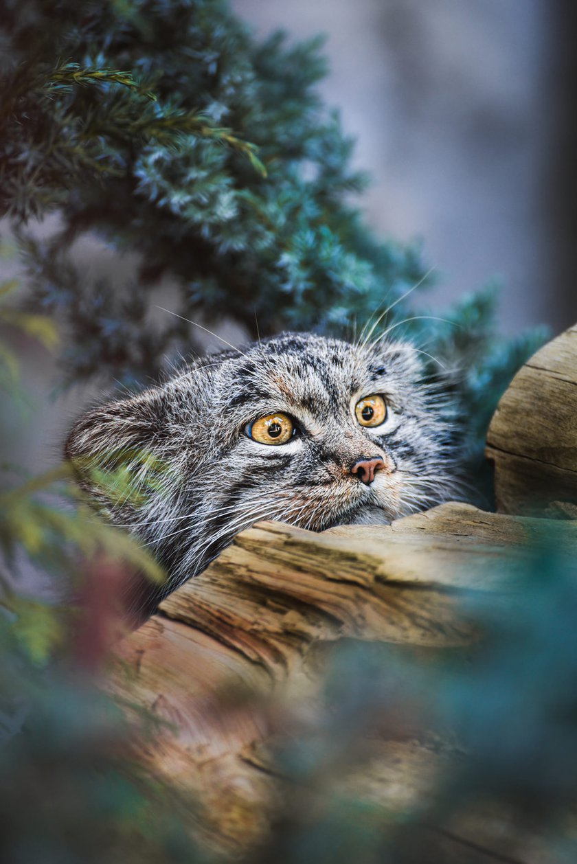 manul stepowy