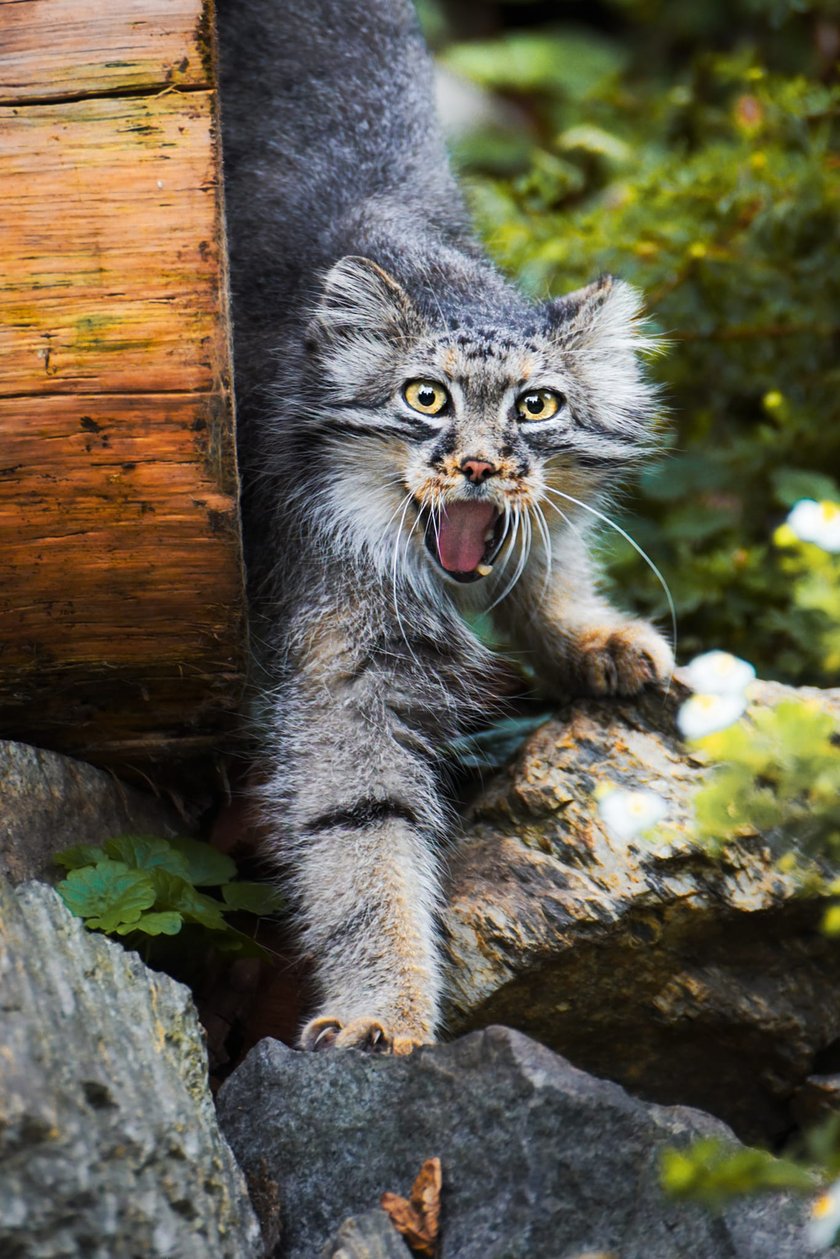 Manul&nbsp;