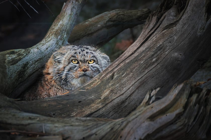 Manul stepowy