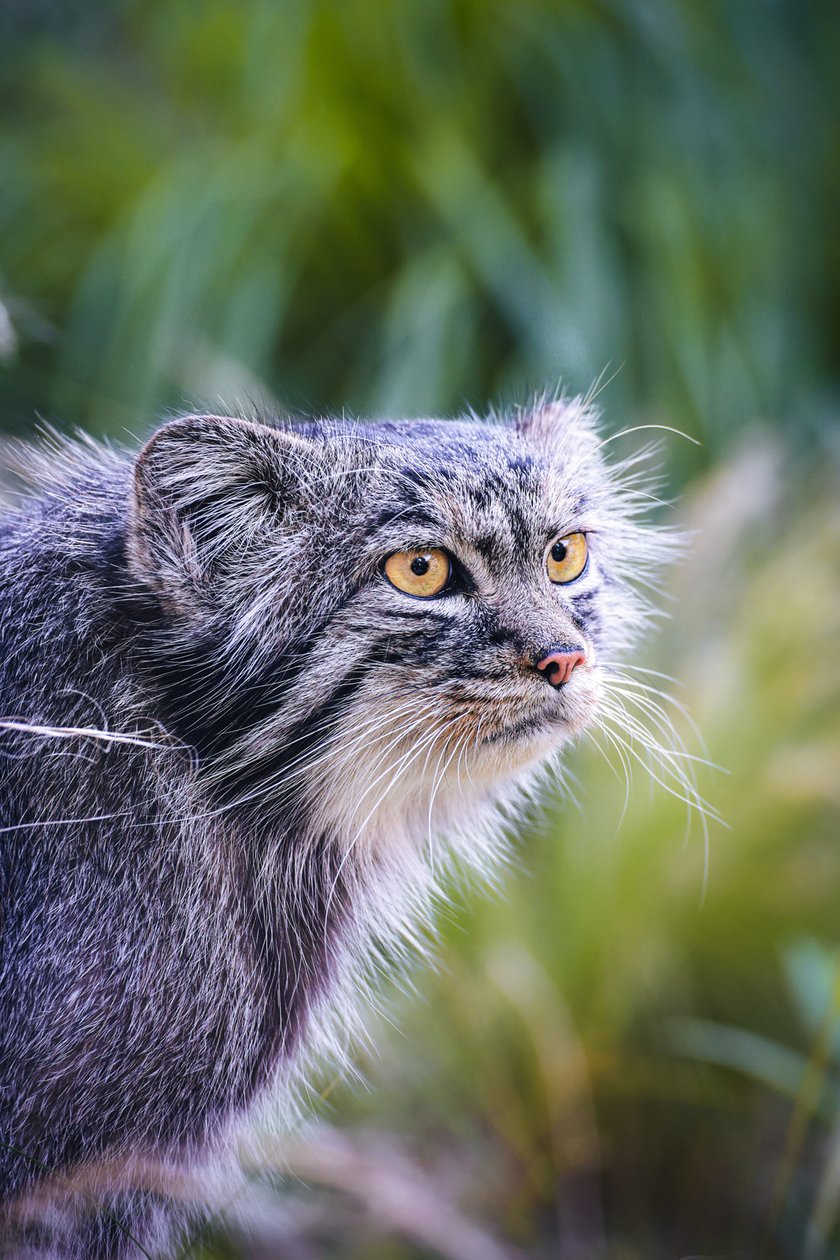 Manul