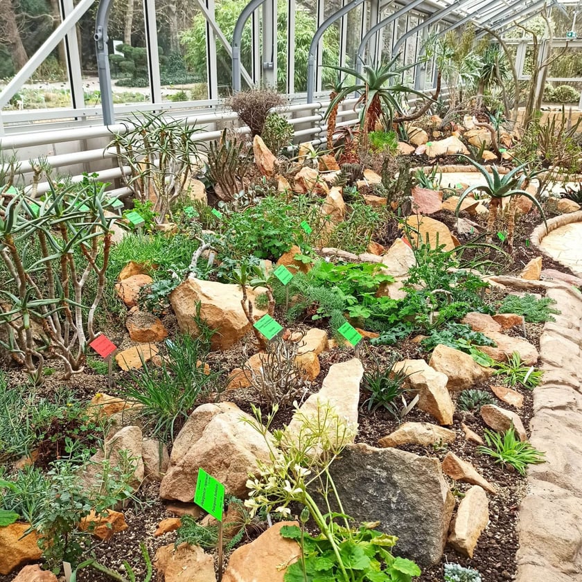 Rośliny w Ogrodzie Botanicznym
